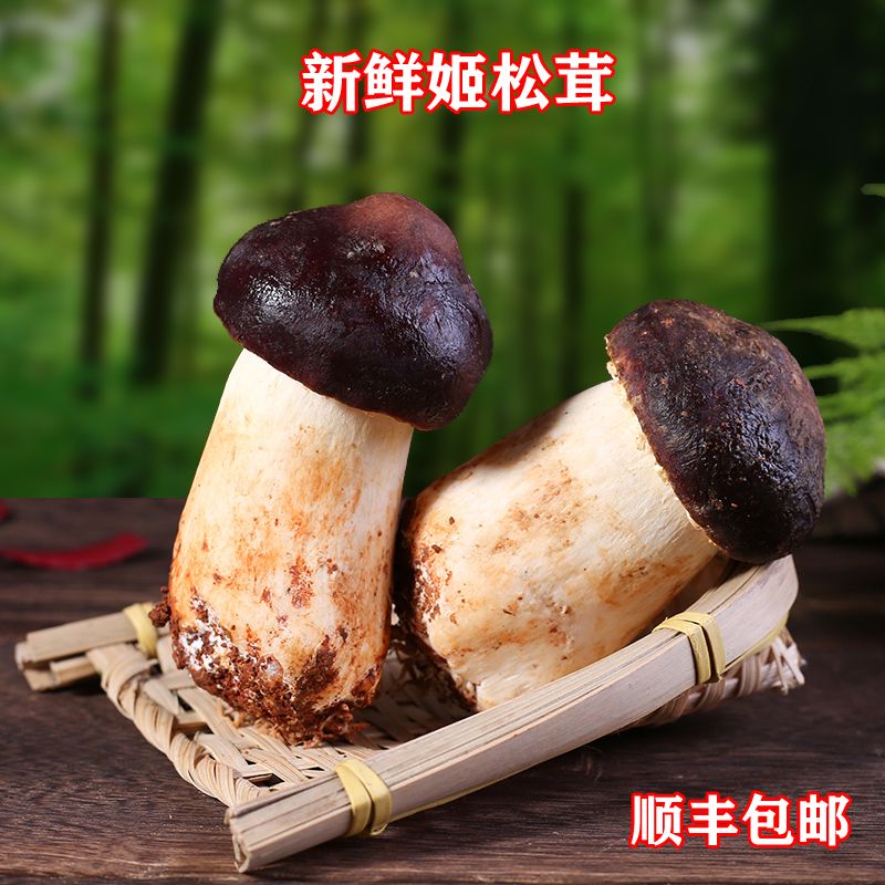 500g SF Express Yunnan Province specialty edible fungus fresh Agaricus blazei Brazil mushroom stropharia