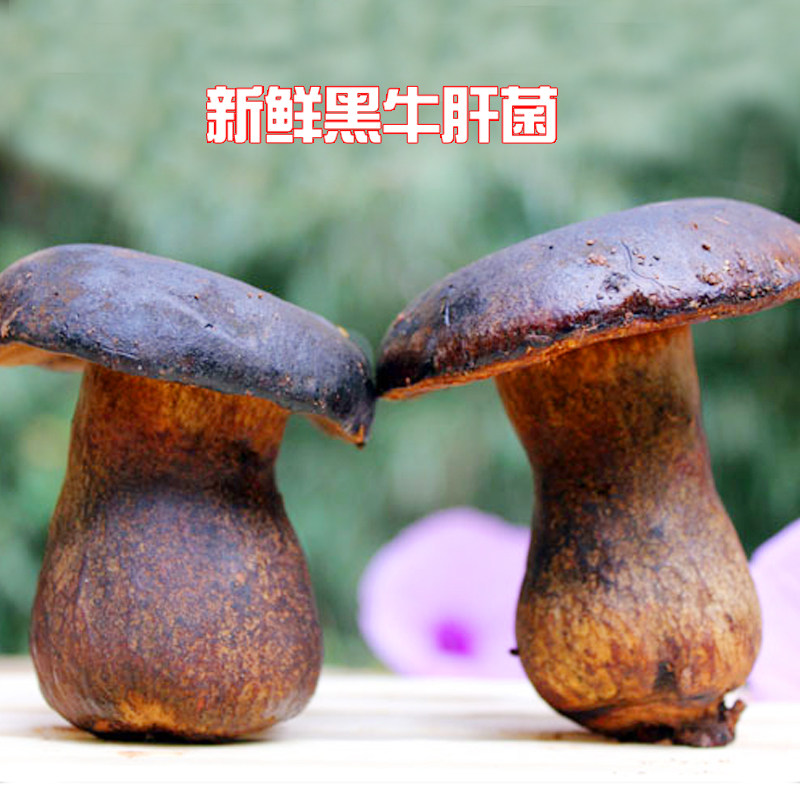 1000g Yunnan specialty edible bacteria fresh black cow hepatitis bacteria, ji pine mushroom