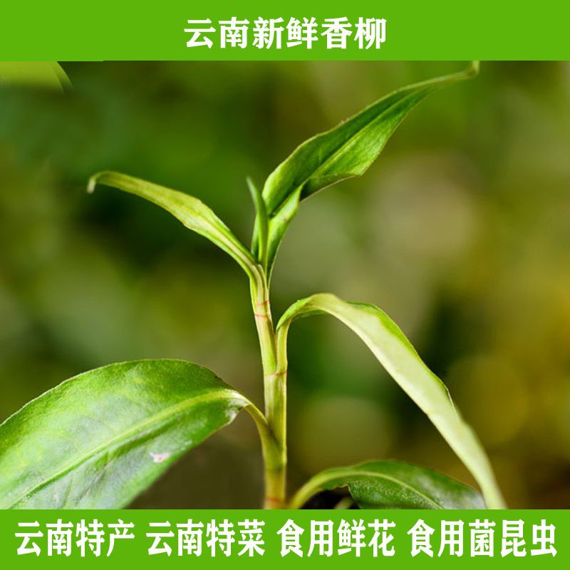 Yunnan specialities fresh vegetables fragrant willow with vegetable and savory spicy willow hotel ingredients Shunfeng 750g