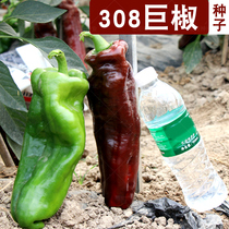 308 Giant pepper High yield Giant pepper seeds Pepper seeds Extra large horn pepper seeds Four seasons pepper seeds