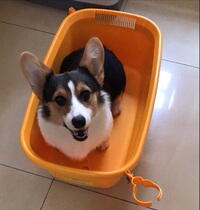 Love Rieth IRIS Pet Teddy Shower Tub Puppy Dog Tub Kitty Small Dog Drug Tub VIP Bath