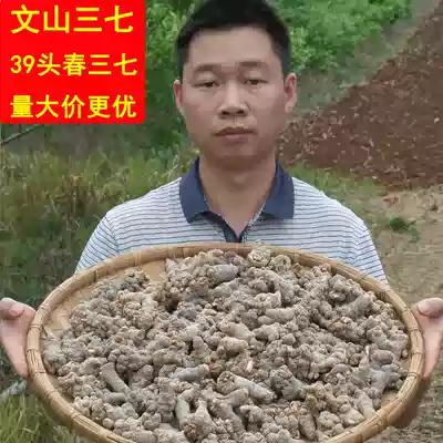 39 heads Wenshan Sanqi Head Yunnan Wenshan Tianqi Gang Grinding Sanqi Powder Wenshan Special Spring Sanqi