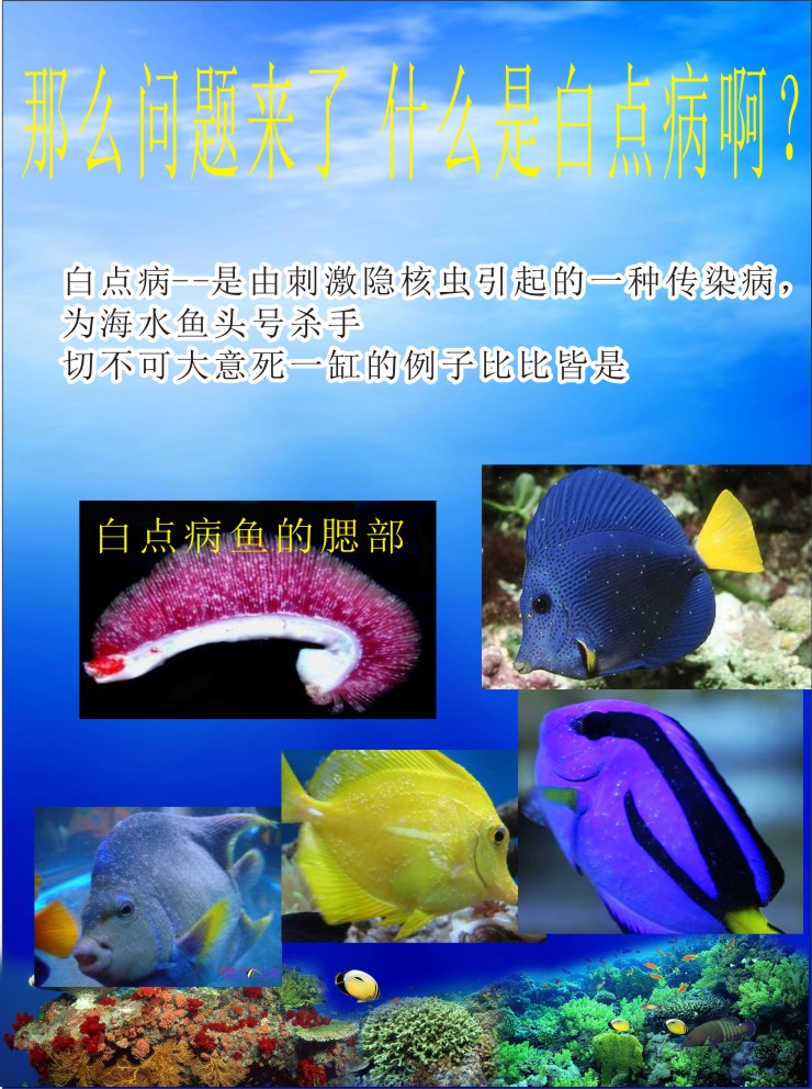 静风听海防白点隔离盒检疫盒中号专利治疗海水鱼白点病 真皮女靴 白点 中号 检疫 隔离 听海途虎网