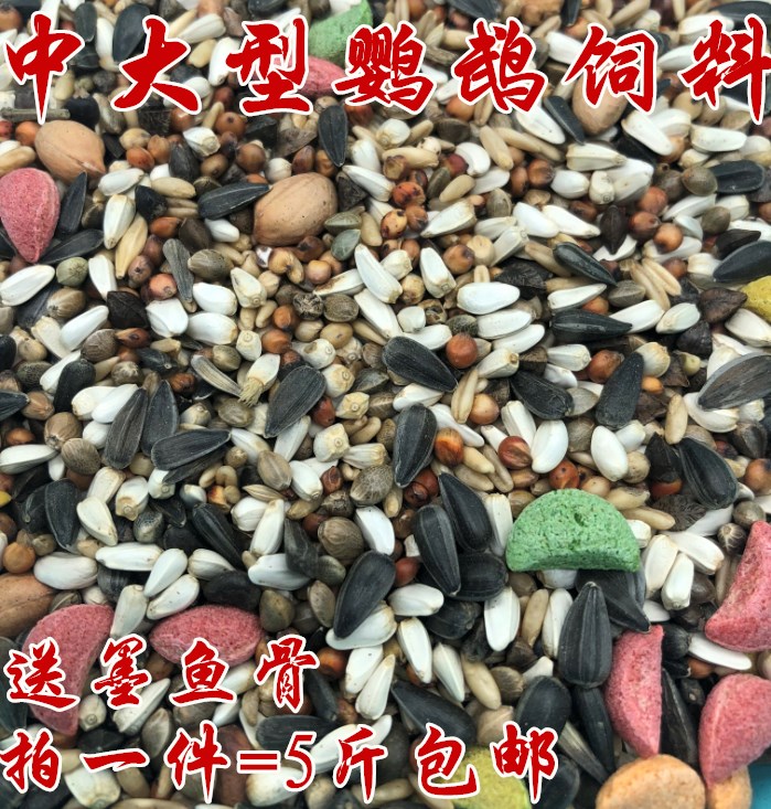 Medium Large Small Sun Golden Sun Monk Sublime Thyme Grey Parrot Eclectic Sunflower Feed Bird Grain One