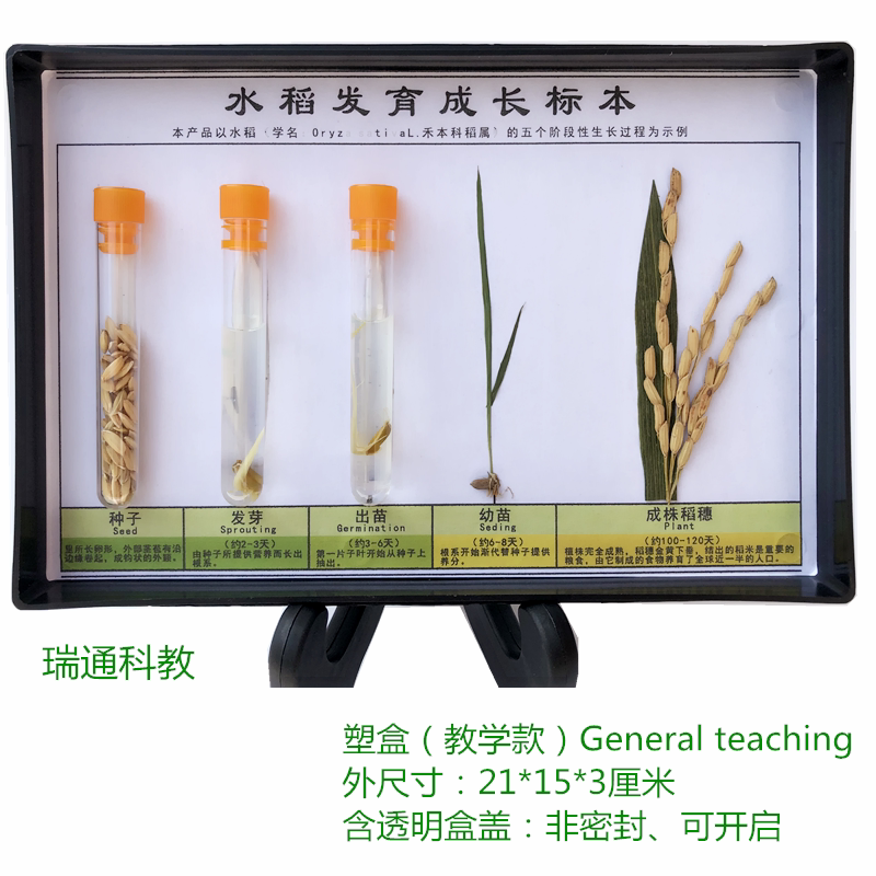 水稻生长史标本科教仪器生物教学标本中小学幼教配套标本 厂家直