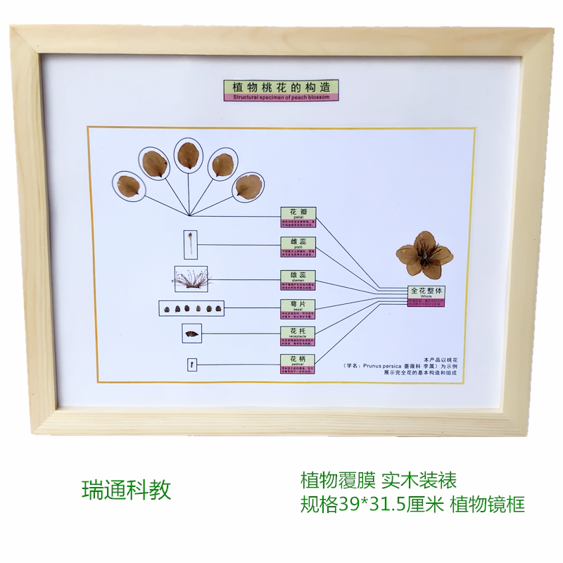 桃花的构造标本 植物花的构造 中小学幼儿配套 科普教育