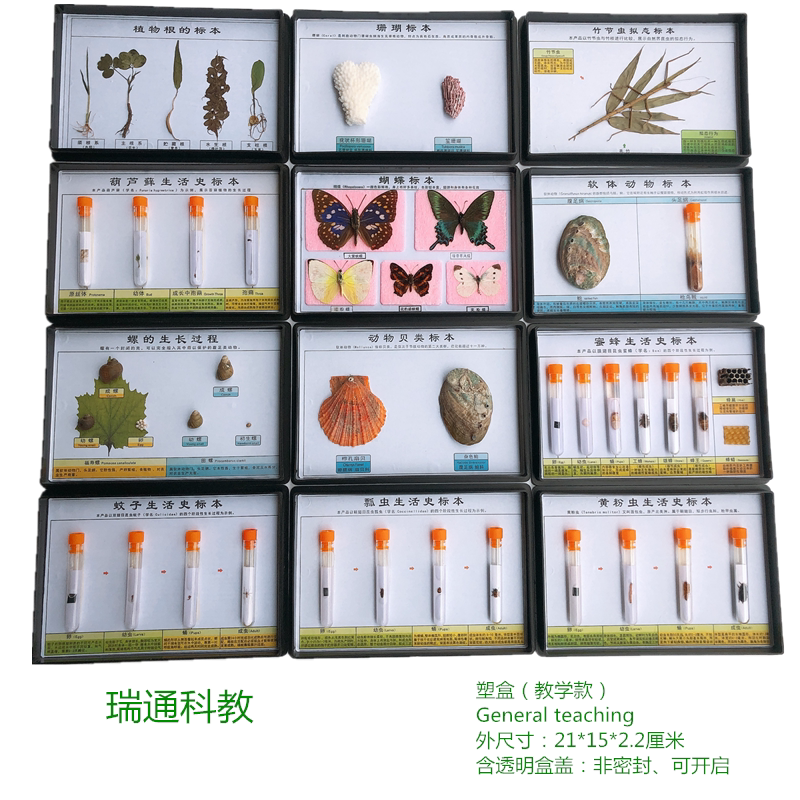 厂家直销/生物教学标本/定制类差价专拍