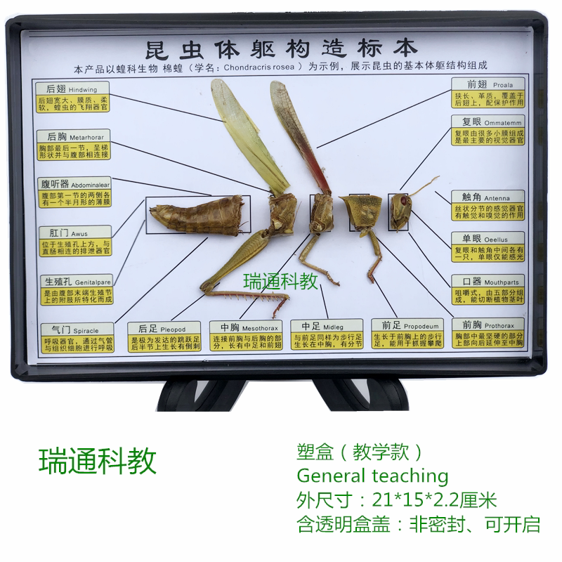 昆虫体躯构造标本蝗虫生物教学科普仪器中小学幼儿园学生配套