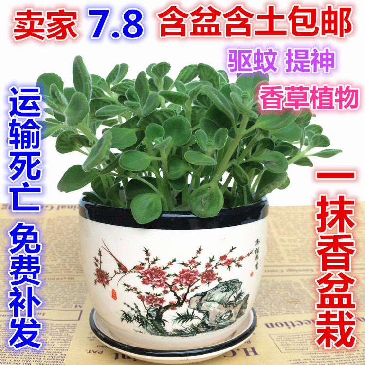 包邮桌面盆栽绿植多肉碰碰香一抹香一摸香 驱蚊提神薄荷香草植物