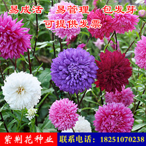 Chrysanthemum seeds mixed color double petal balcony outdoor potted plant good-looking flower seeds spring and summer flowers flower seeds