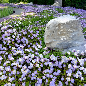 Tongquancao four-season balcony perennial root is cold-resistant and heat-resistant evergreen