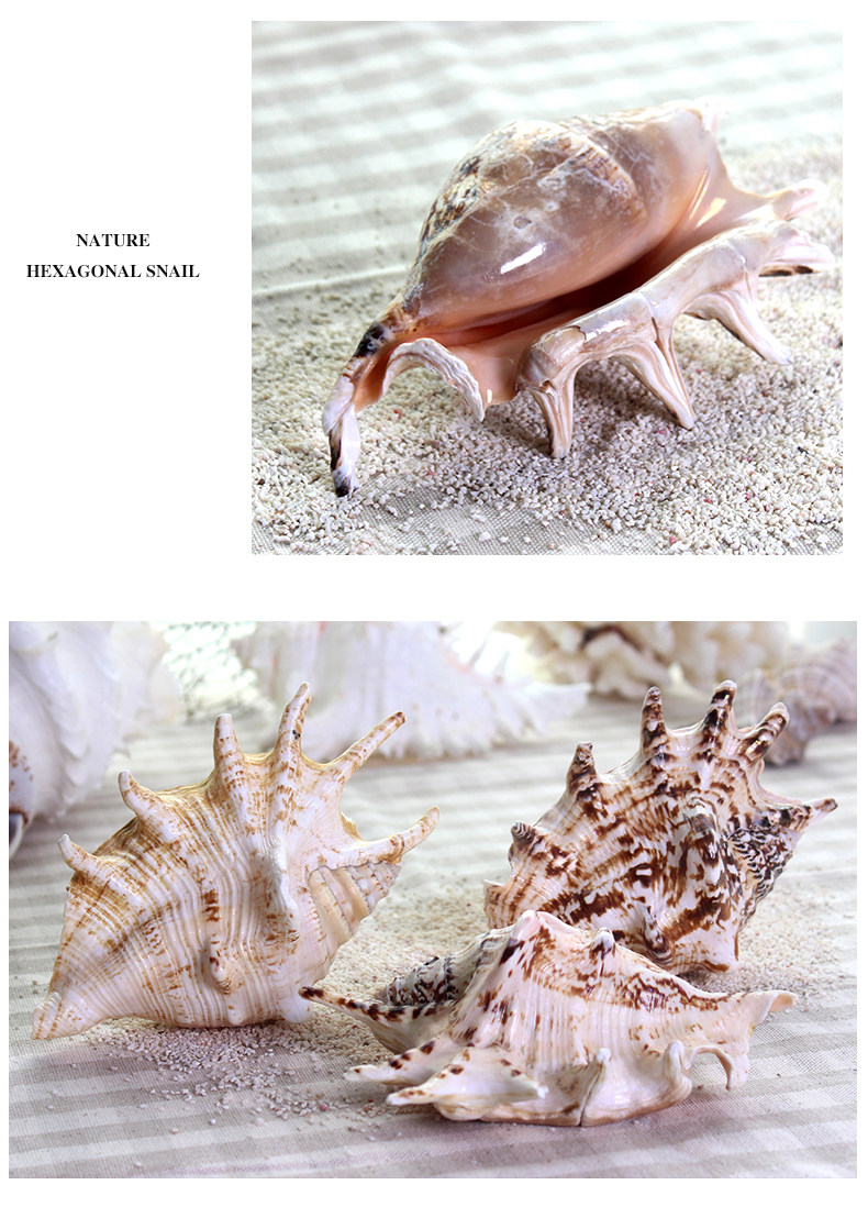 Семь -корнсер SNAIL_09.JPG