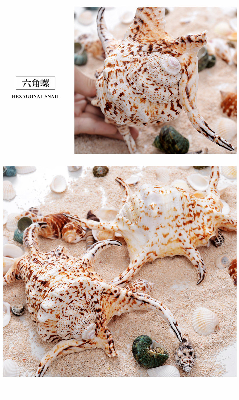 Red Spin Snail_11.jpg