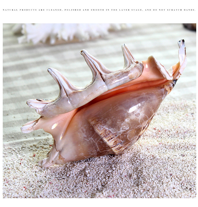 Семь -Корнер SNAIL_08.JPG