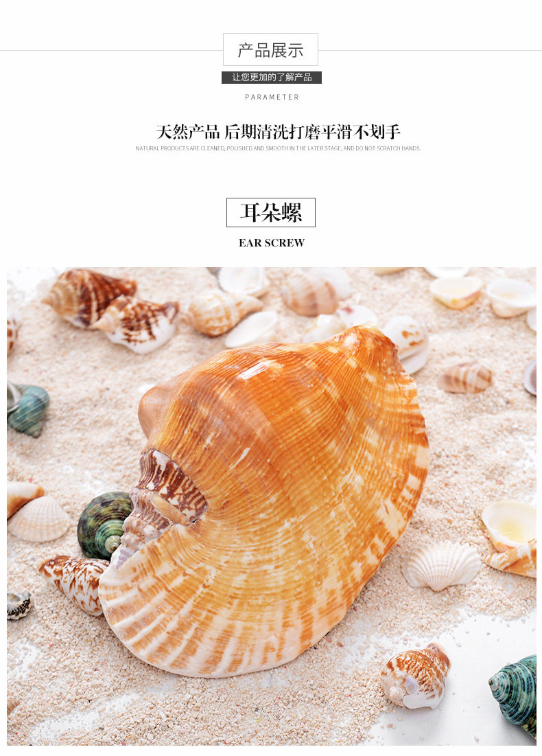 Ear Snail_04.jpg