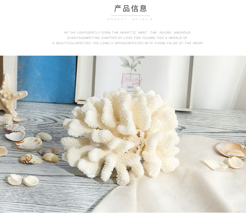 Coral Conch, 03.jpg