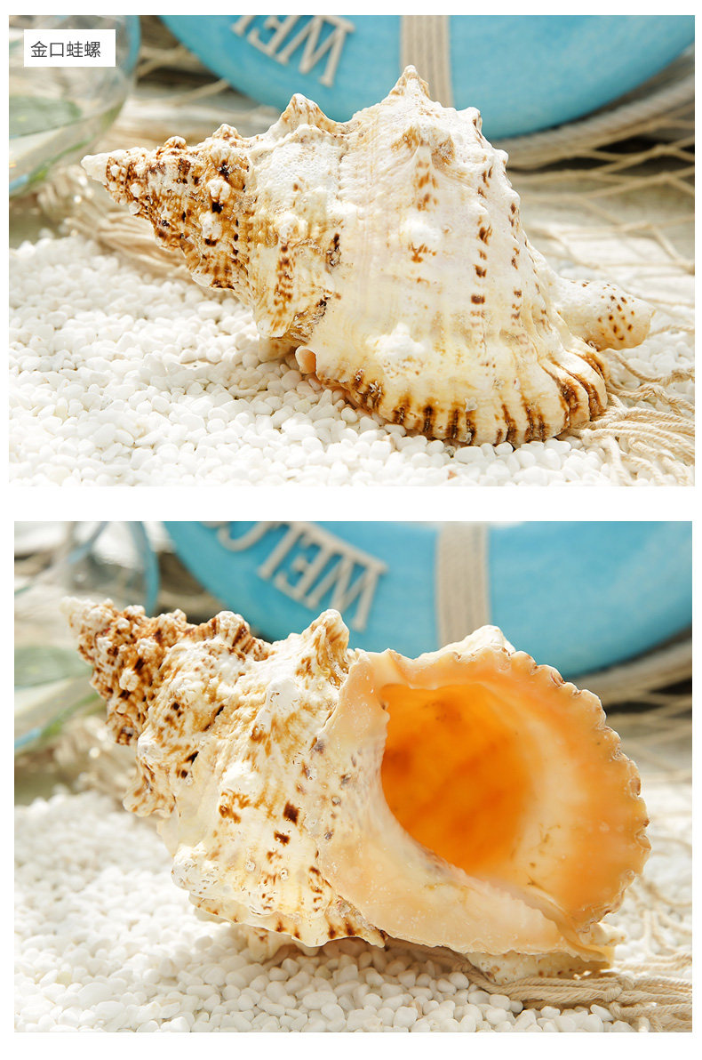 Pearl Snail_10.jpg