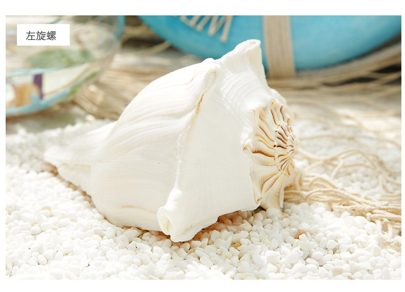 Pearl Snail_11.jpg