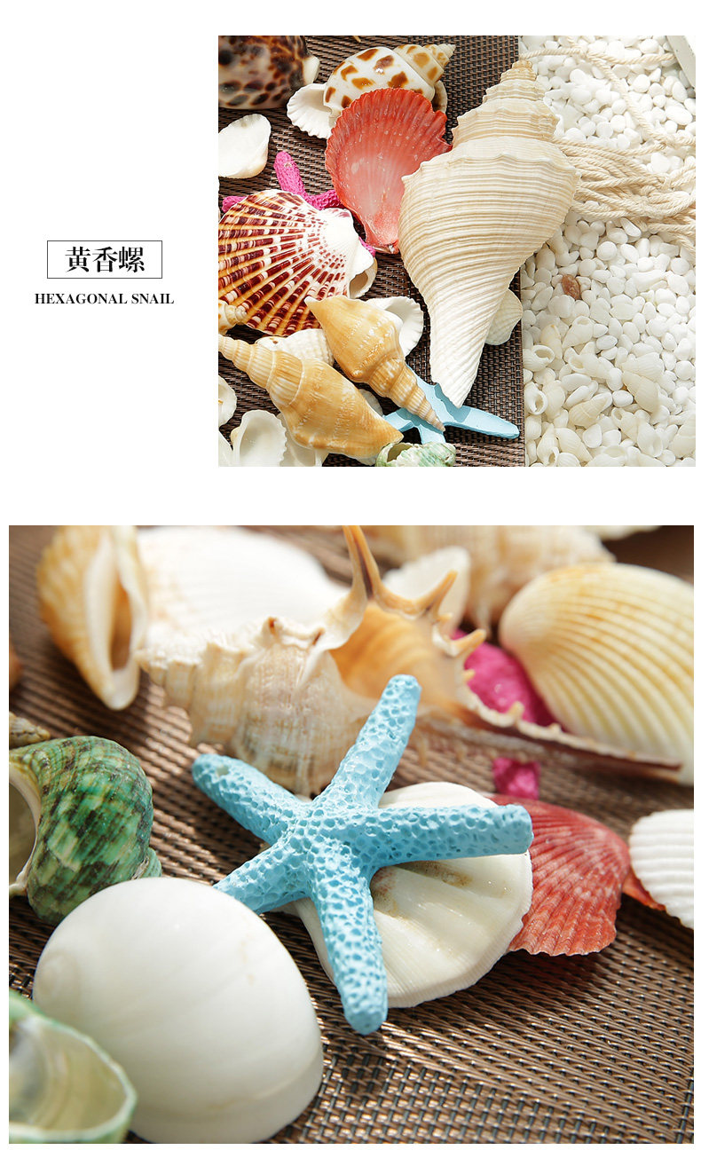 Small Shell_11.jpg