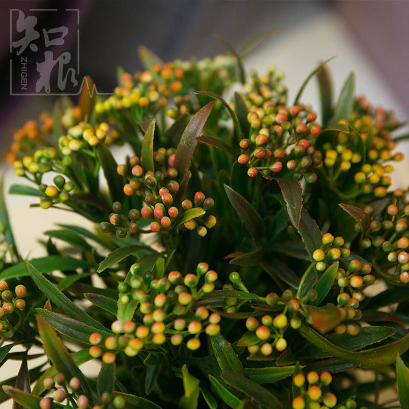 ֪���߷���ֲ�ﻨTZ-356