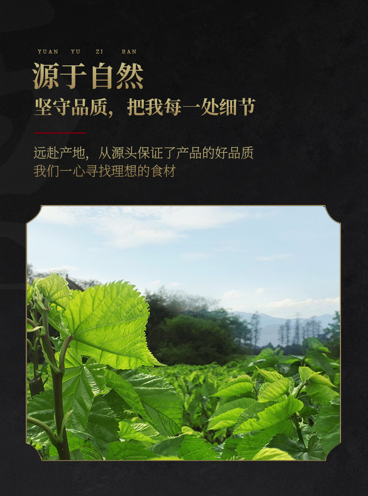 正宗霜桑叶茶500g新鲜桑叶茶