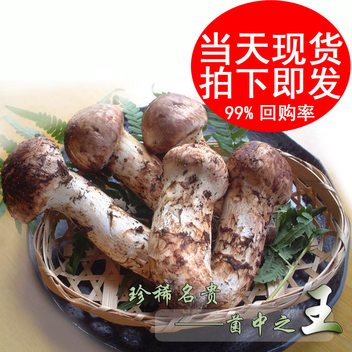 2024现货速冻新鲜松茸,野生菌菇东北延边长白山延吉发货顺丰包邮,鲜美直达你的餐桌!-新鲜松茸-淘宝好物网