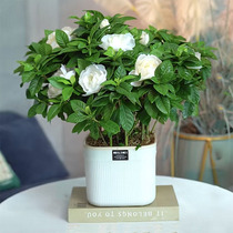 Chinese-style model house sales office bar coffee bar teahouse book bar decoration book film and television props reading room inventory book