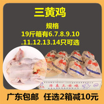  FCL 19 kg fresh frozen chicken Three yellow chicken dry water chicken white bar chicken Western chicken Boy chicken Guangdong