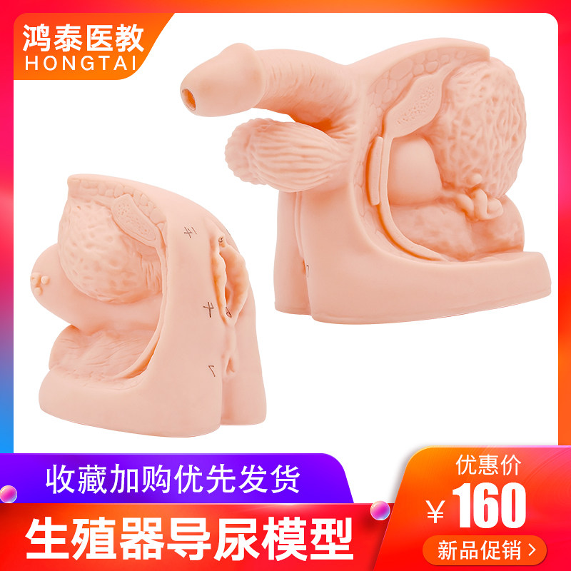 男女泌尿系统模型导尿教学示范阴蒂阴道结构医学教学器材