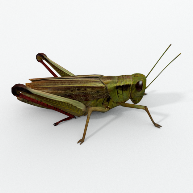Grasshopper.png