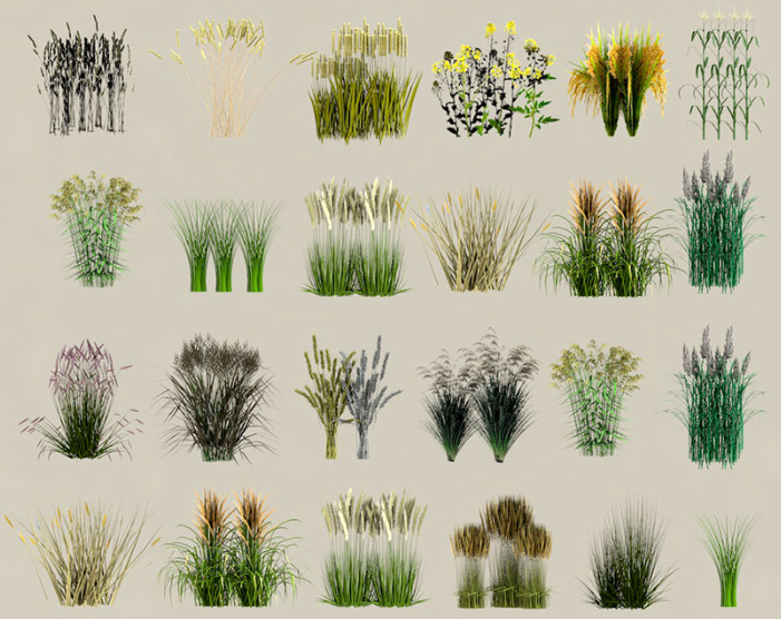 24款农作物水稻小麦菜地小米玉米燕麦油菜植物SU模型C4D素材FBX-cg男孩