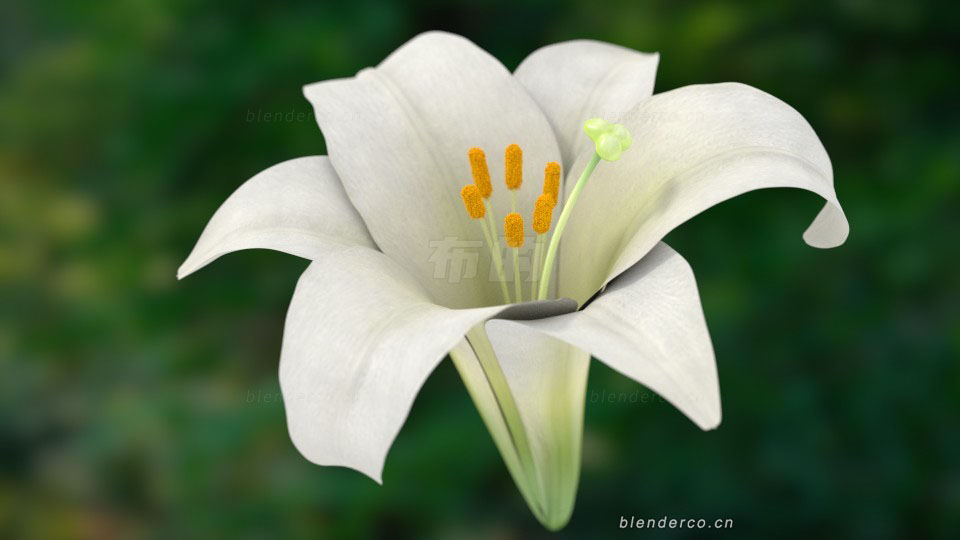 39.lily-flower.jpg