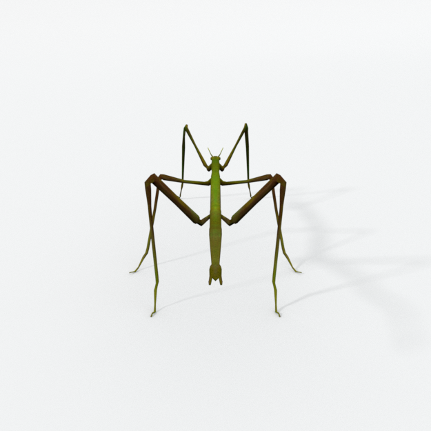 Stick insect.png