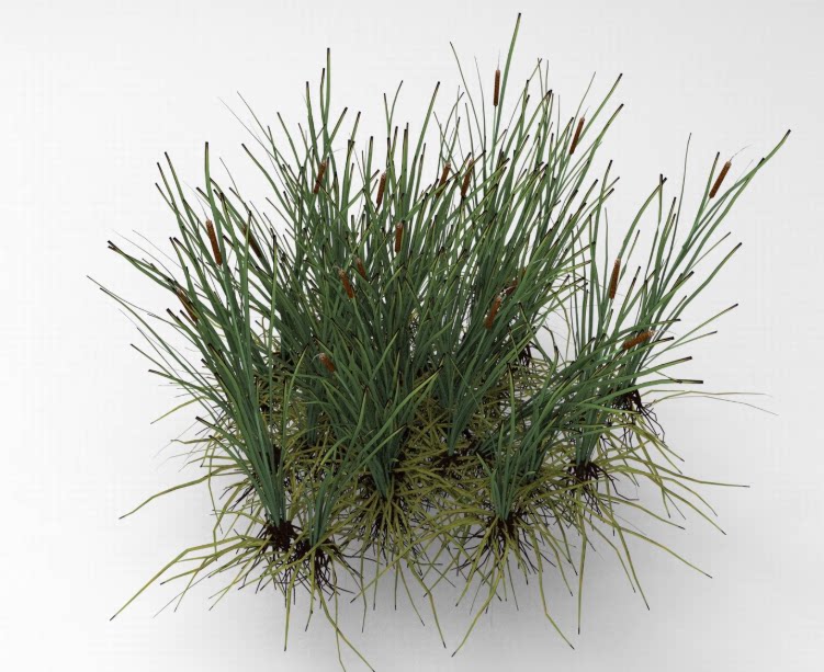 C4D湖泊水边植物FBX芦苇OBJ香蒲场景游戏建模设计素材