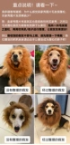 Golden Retriever Funny Lion Cover Cover, превращенный в Pet Corgi и другие средние и большие собачьи шляпы, такие как собаки