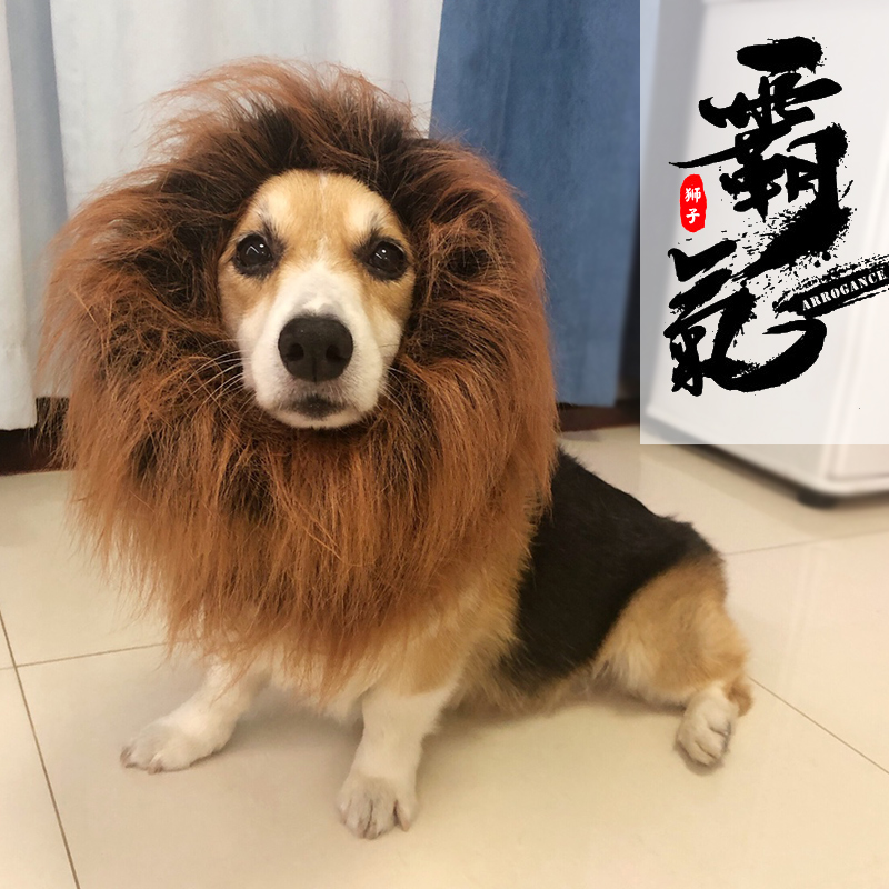 Corgi funny lion headgear wig transformed into pet golden retriever Labrador Akita dog hat dog headgear