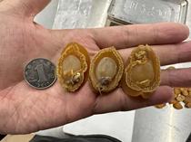 Cai Cai Seafood 250 grams of dried small abalone about 35 pieces good for stews and soups frozen for storage