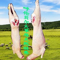 Hulunbuir Grassland skinned lamb Sheep Whole sheep Split sheep skinned sheep with tail removed