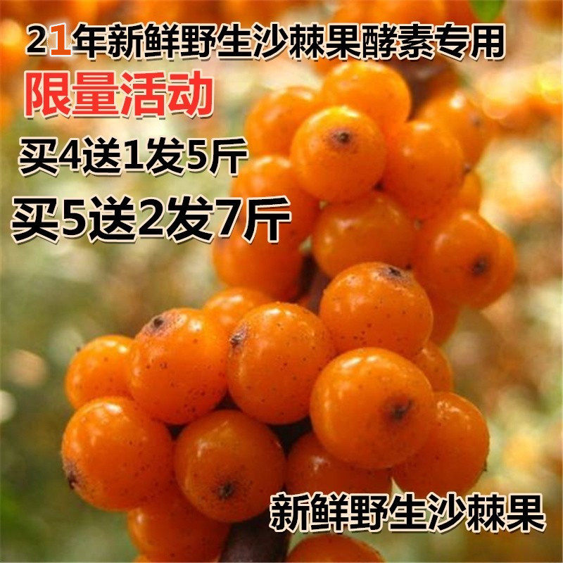Shanxi specialty 22-year-old Luliangshan natural fresh wild super-selected sea buckthorn fruit fresh fruit for enzyme juice