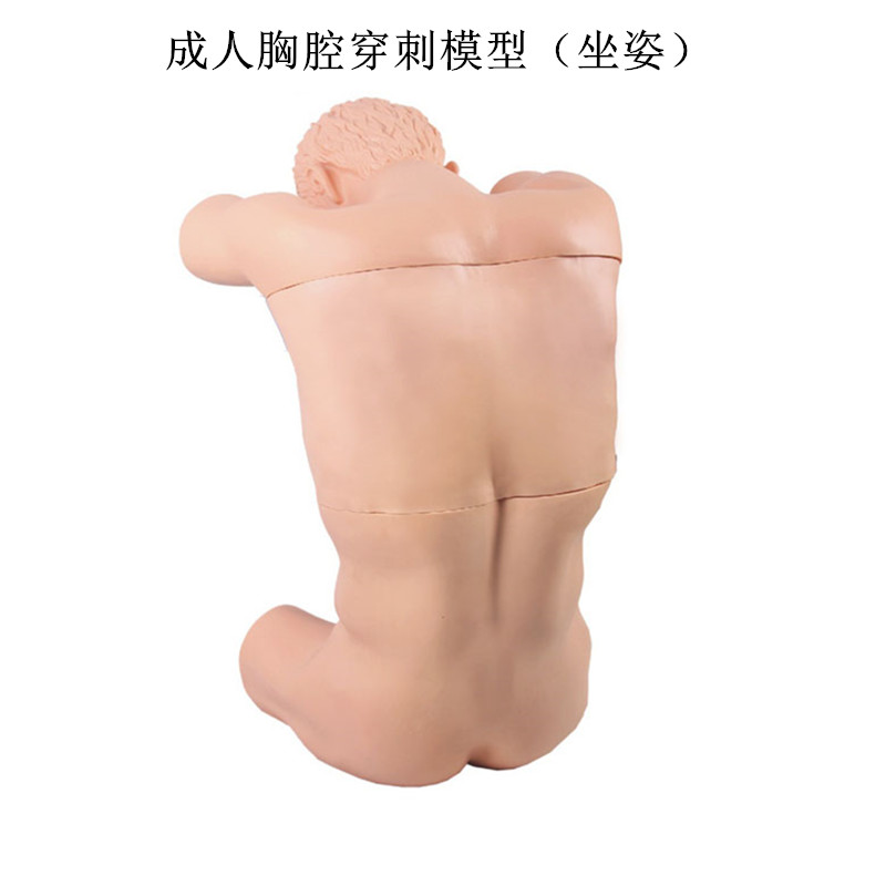 成人胸腔穿刺模型