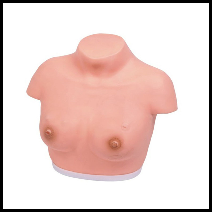 女性乳腺检查训练模型