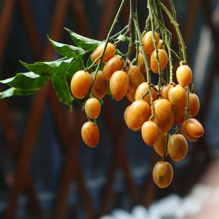 Huangpiguo Huangchen's own farm five catties (for sale)