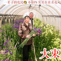 Natural Dont forget my new flowers dry flowers Yongsheng bouquet Yunnan low-priced bulk dry branches Hybrid Living Room Floral