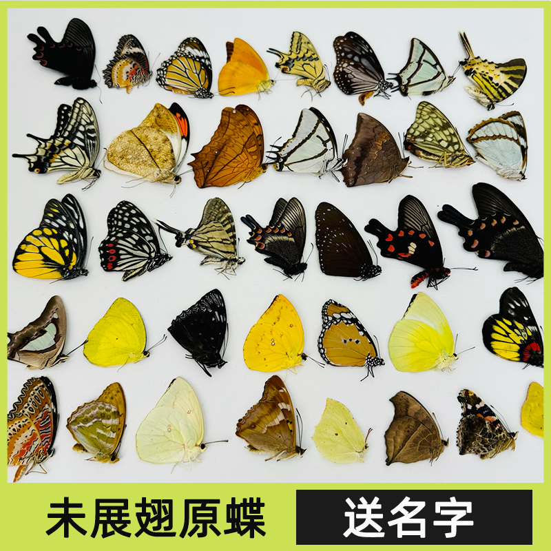 Butterfly Fairy, Original Butterfly Without Spread Wings, Mixed Butterfly, Kindergarten DIY Craft, Not yet Unfolded