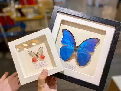 Butterfly specimen photo frame real decorative painting decoration Birthday gift Valentine's Day big blue flashing butterfly Light goddess joy