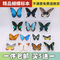 Butterfly Fairy butterfly specimen pendulum true butterfly insect specimen Youth Pre-spread Student Creativity Birthday Gift Transparent Boxed