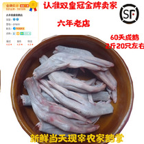 Rural delivery Guangdong Qingyuan goose Magang goose farm free-range goose fresh goose palm roast goose goose claw 2 pounds 20