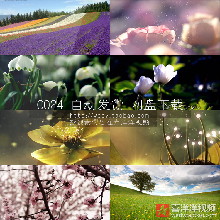 c024鲜花盛开春暖花开特写大自然阳光植物花草实拍