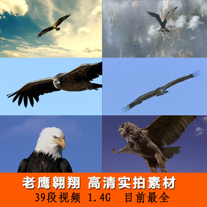 老鹰翱翔飞翔鹰击长空动物天空翱翔实拍高清视频素材