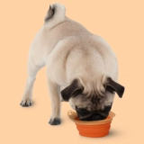 United Pets Пищевая бассейн для собак и кошек защищает шейки матки против перекрытой живой посуды, маленькие собаки пьют воду и шею